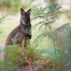 Klokan rudokrky - Macropus rufogriseus - Bennett's wallaby 5482